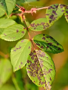 Rose plant affected by black spot disease diagnosed using PlantDecoder